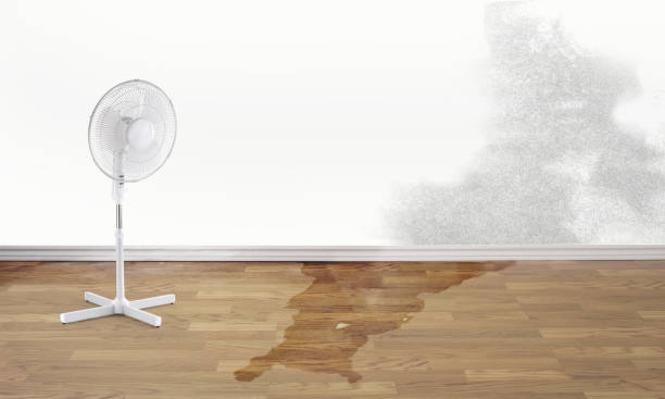 Best Flood restoration services  in Chester, IL